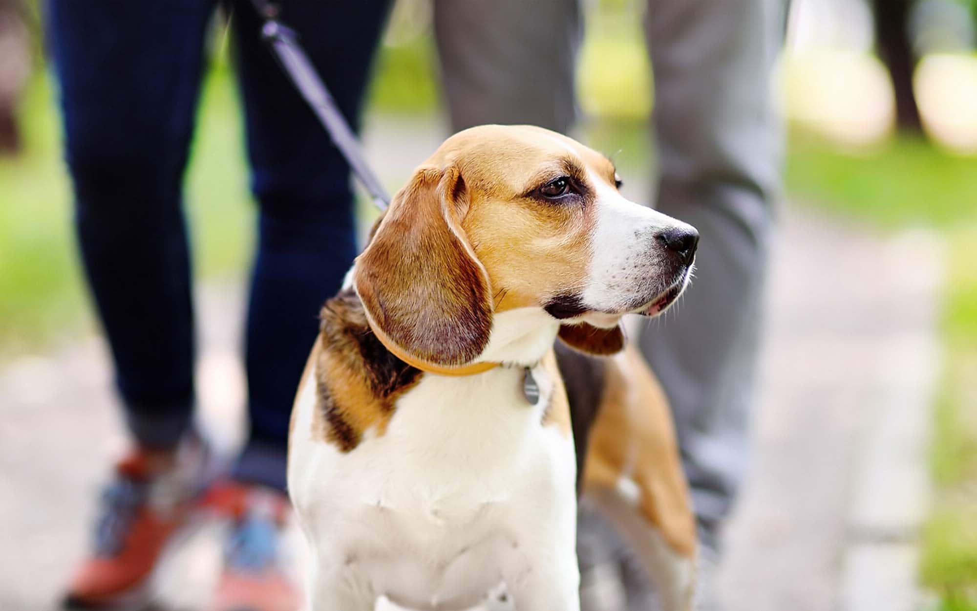 Check Out the New Dog Park in St. Louis on Laclede’s Landing